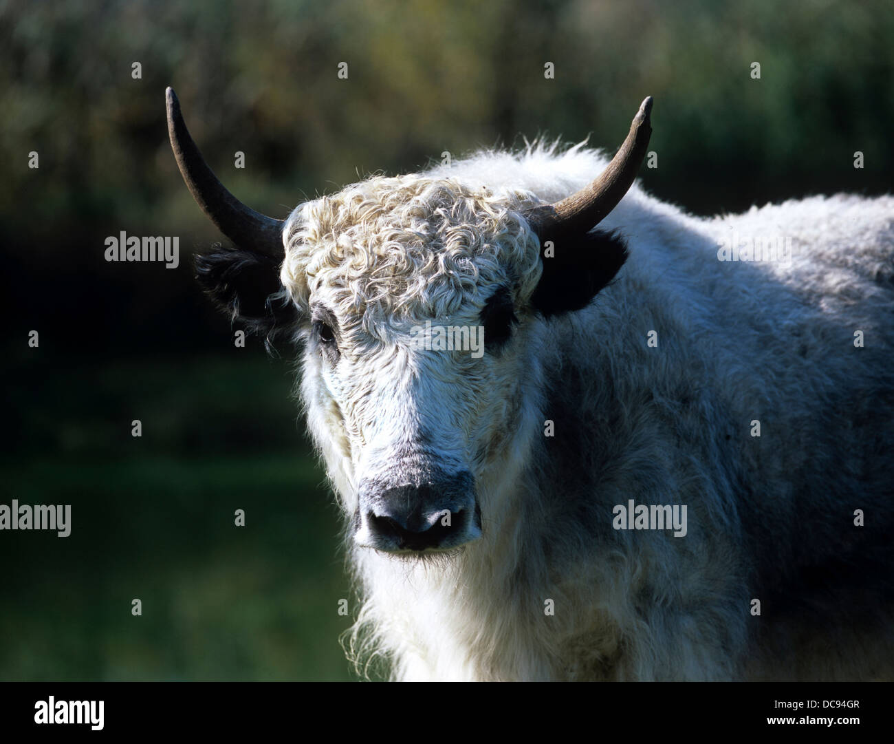 Yak (Bos mutus). Portrait of a white cow Stock Photo