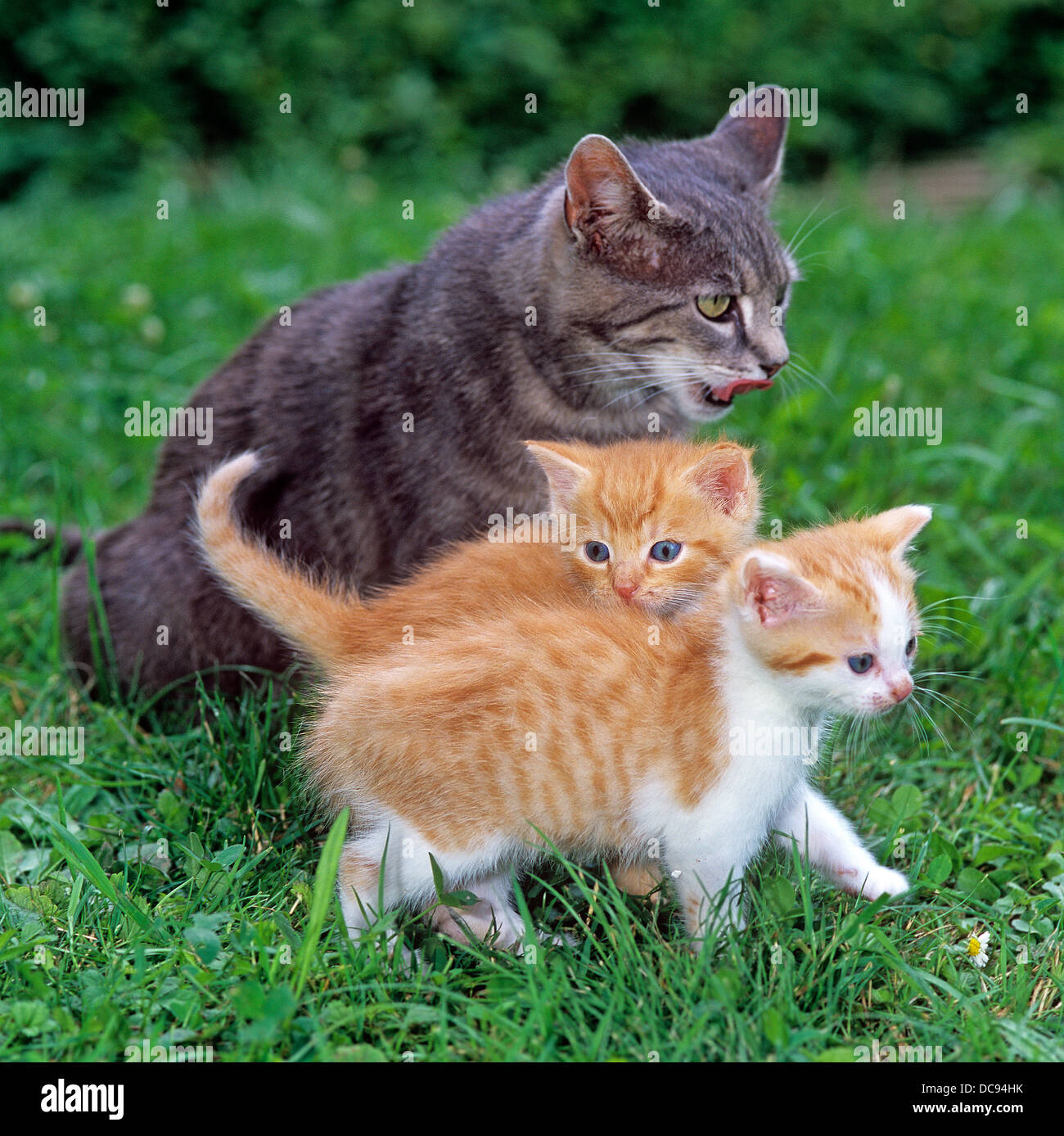 female-cat-with-kittens-hi-res-stock-photography-and-images-alamy