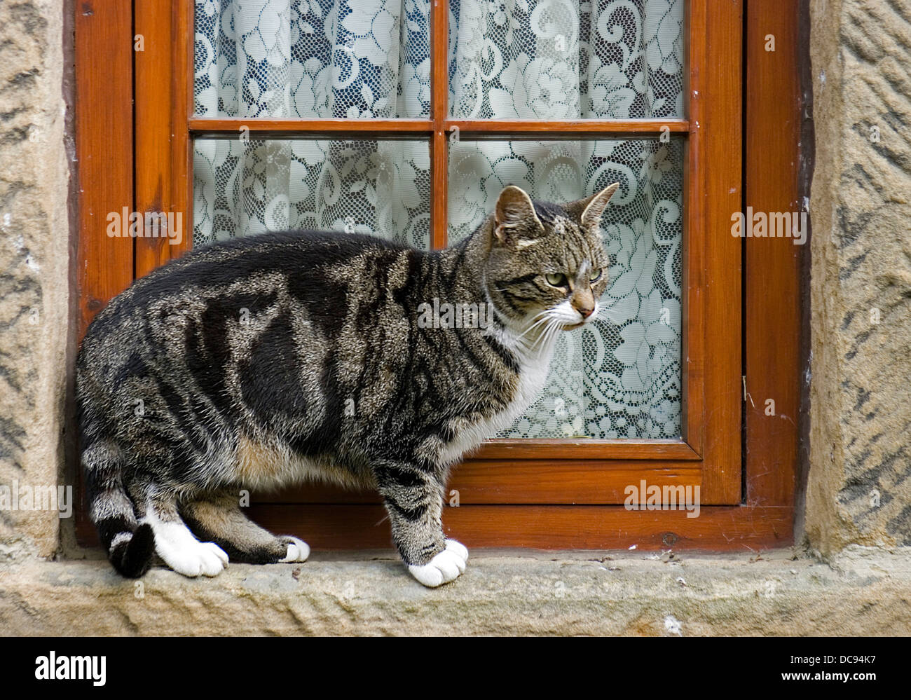 Cat sims hi-res stock photography and images - Alamy