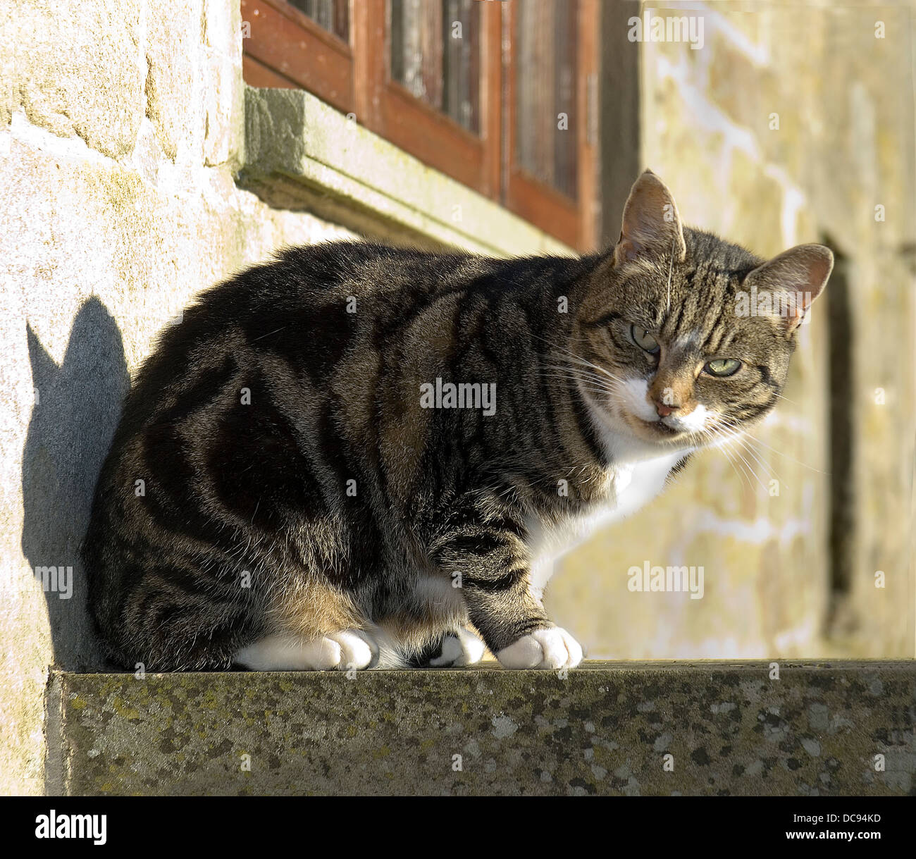 Domestic cat. Tabby adult sitting on a wall in front of a window Stock Photo