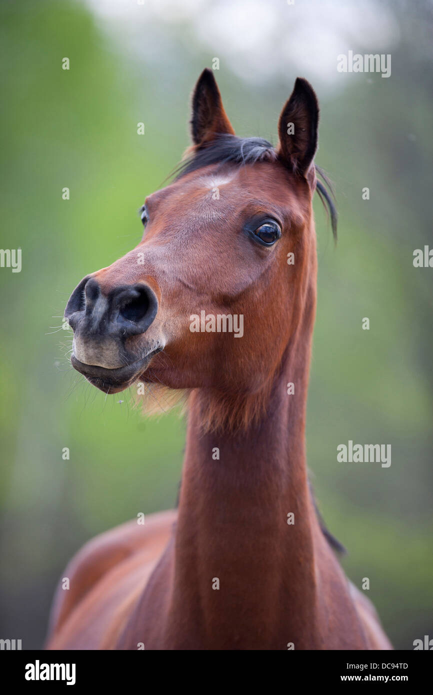Arabian Horse portrait flaring nostrils Stock Photo
