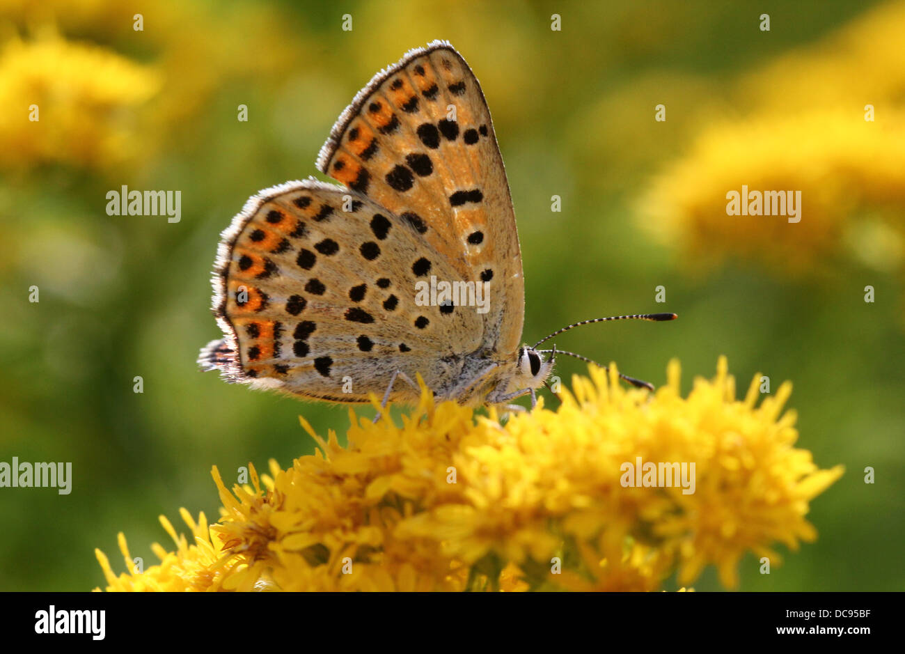 Detailed macro image of a the female sooty copper butterfly (Lycaena tityrus) feeding on Solidago (goldenrod) Stock Photo