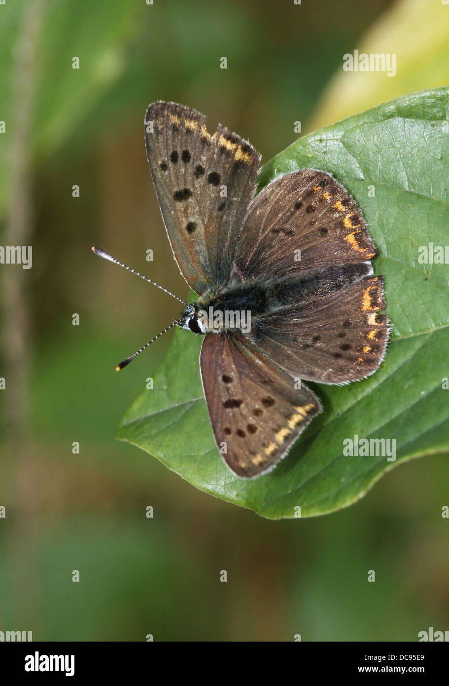 Detailed macro image of a rare Male sooty copper butterfly (Lycaena tityrus) Stock Photo