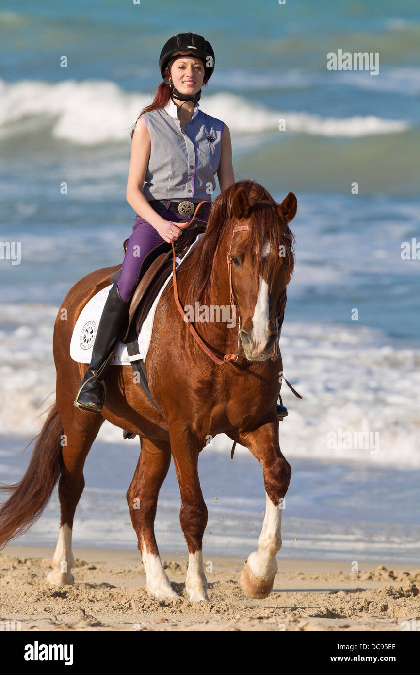 Barb Horse Young woman chestnut stallion beach Stock Photo