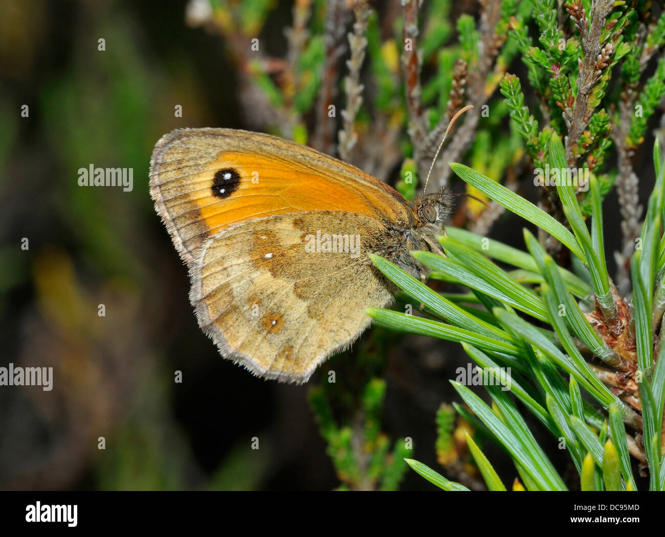 Hedge Brown or Gatekeeper Butterfly - Maniola tithonus On pine leaves, Thursley Common Stock Photo