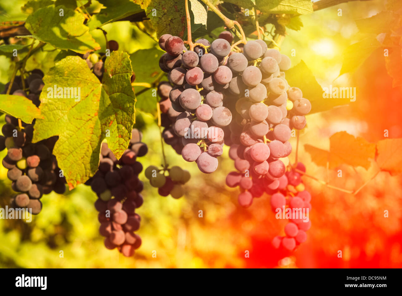 Grapes on grapevine at sunset Stock Photo Alamy