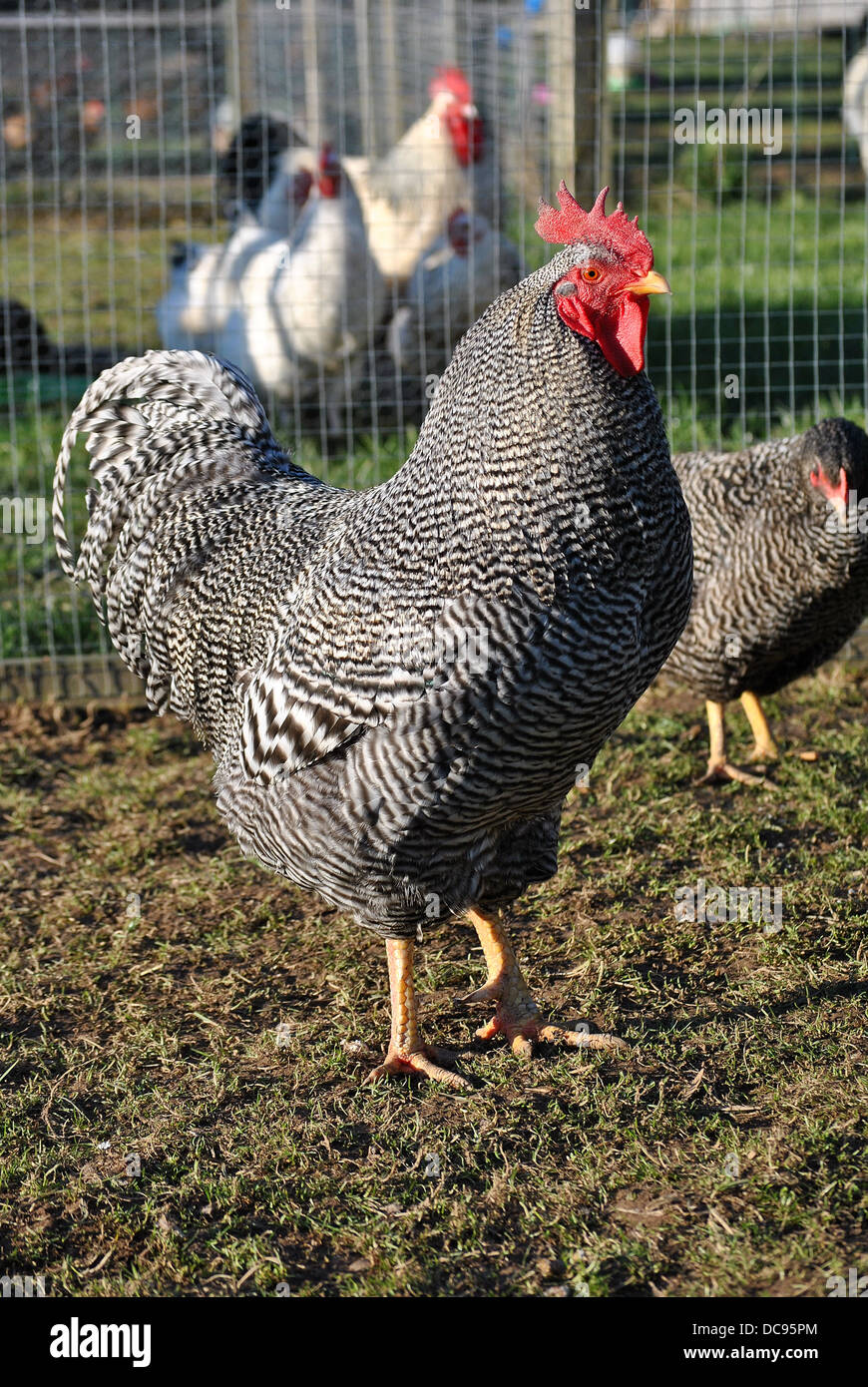 Barred Plymouth Rock Cockerel Stock Photo