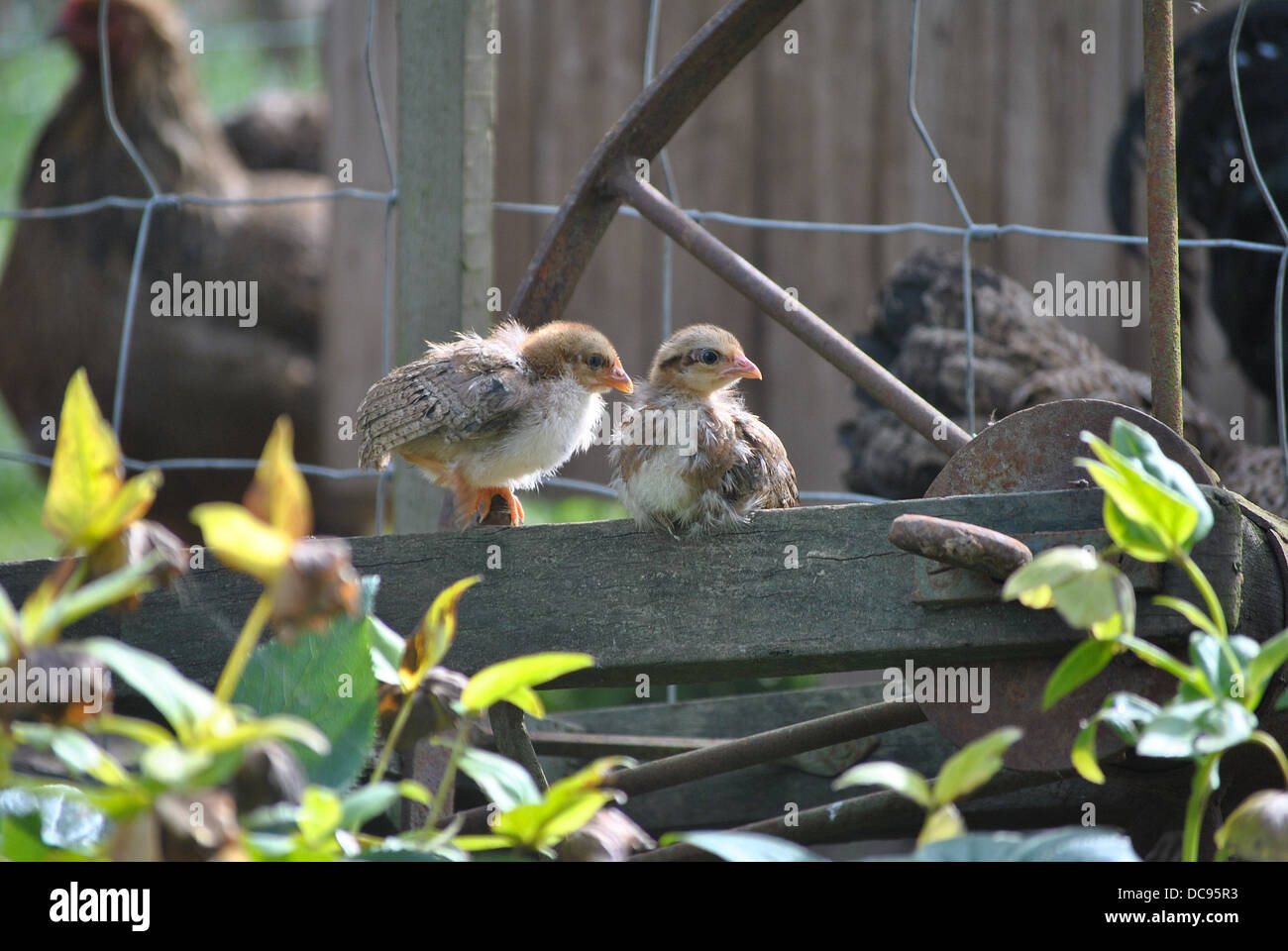 Leghorn Bantam Chicks Outdoors Stock Photo