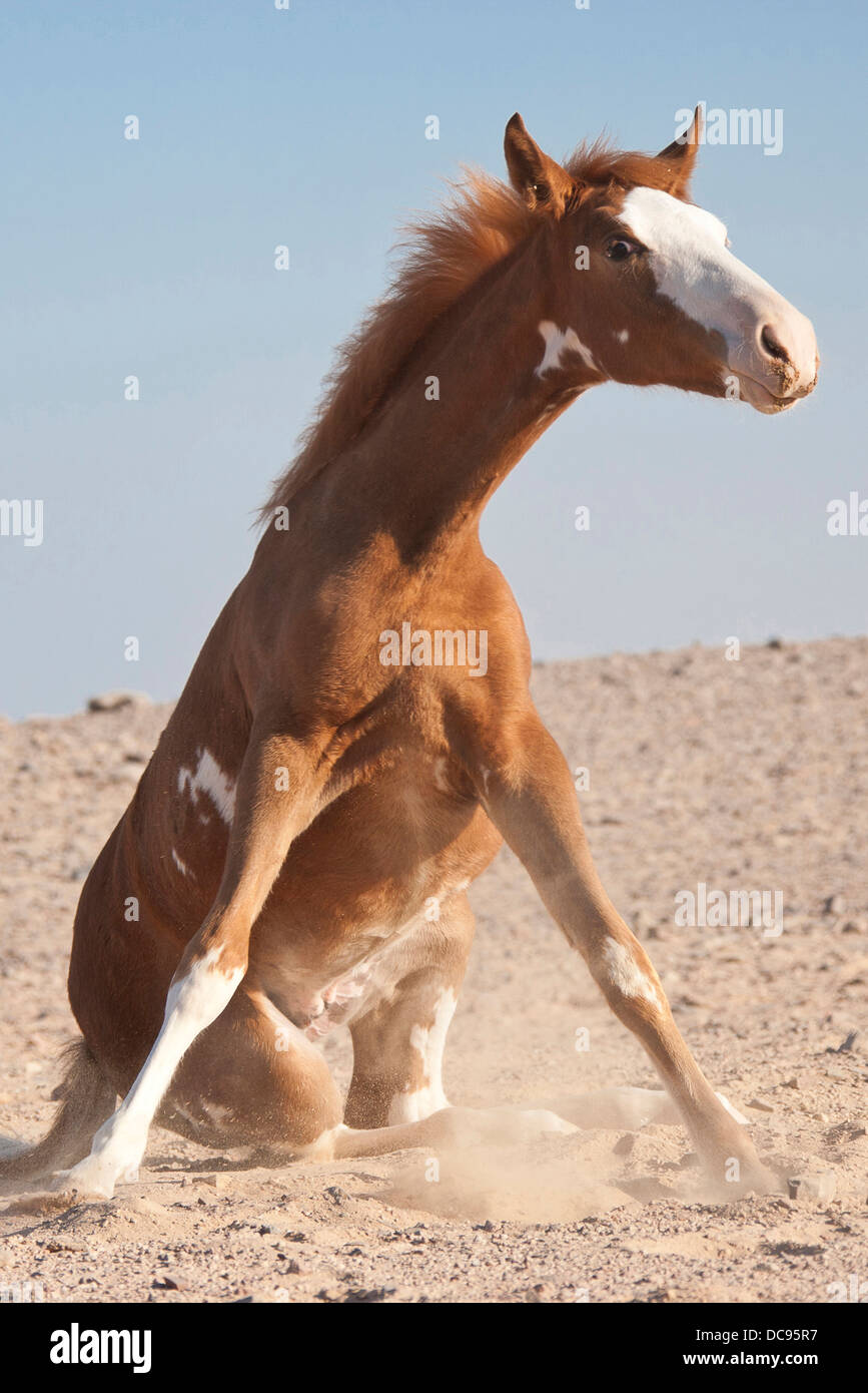 Barb Horse. Foal sitting after wallowing in sand Stock Photo