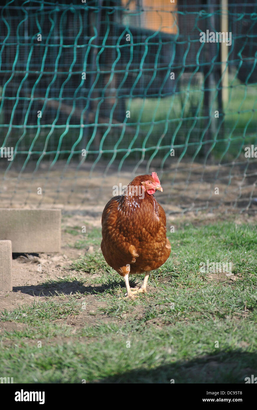 Free range chicken - Warren Stock Photo