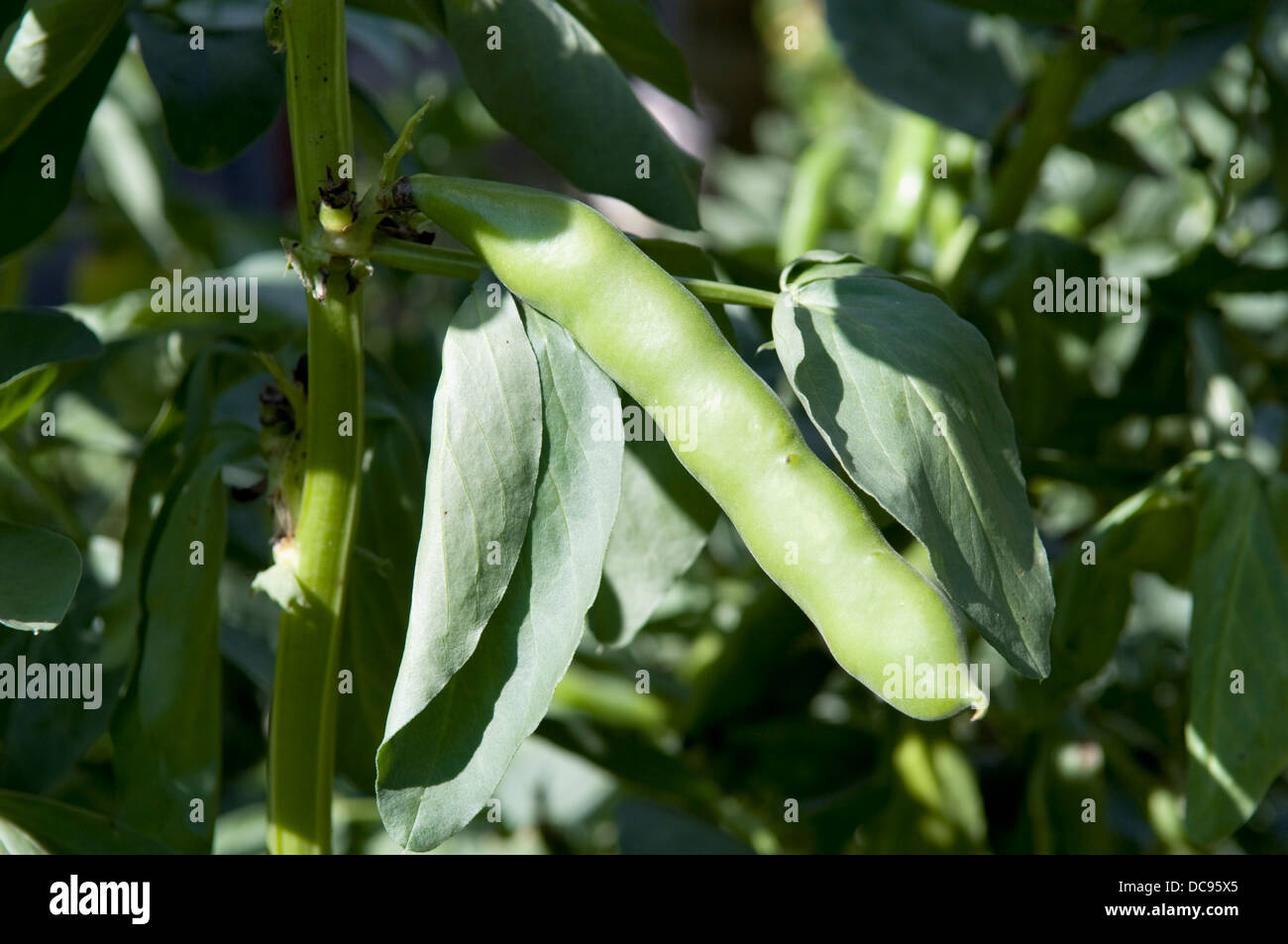Broad beans plant hi-res stock photography and images - Alamy