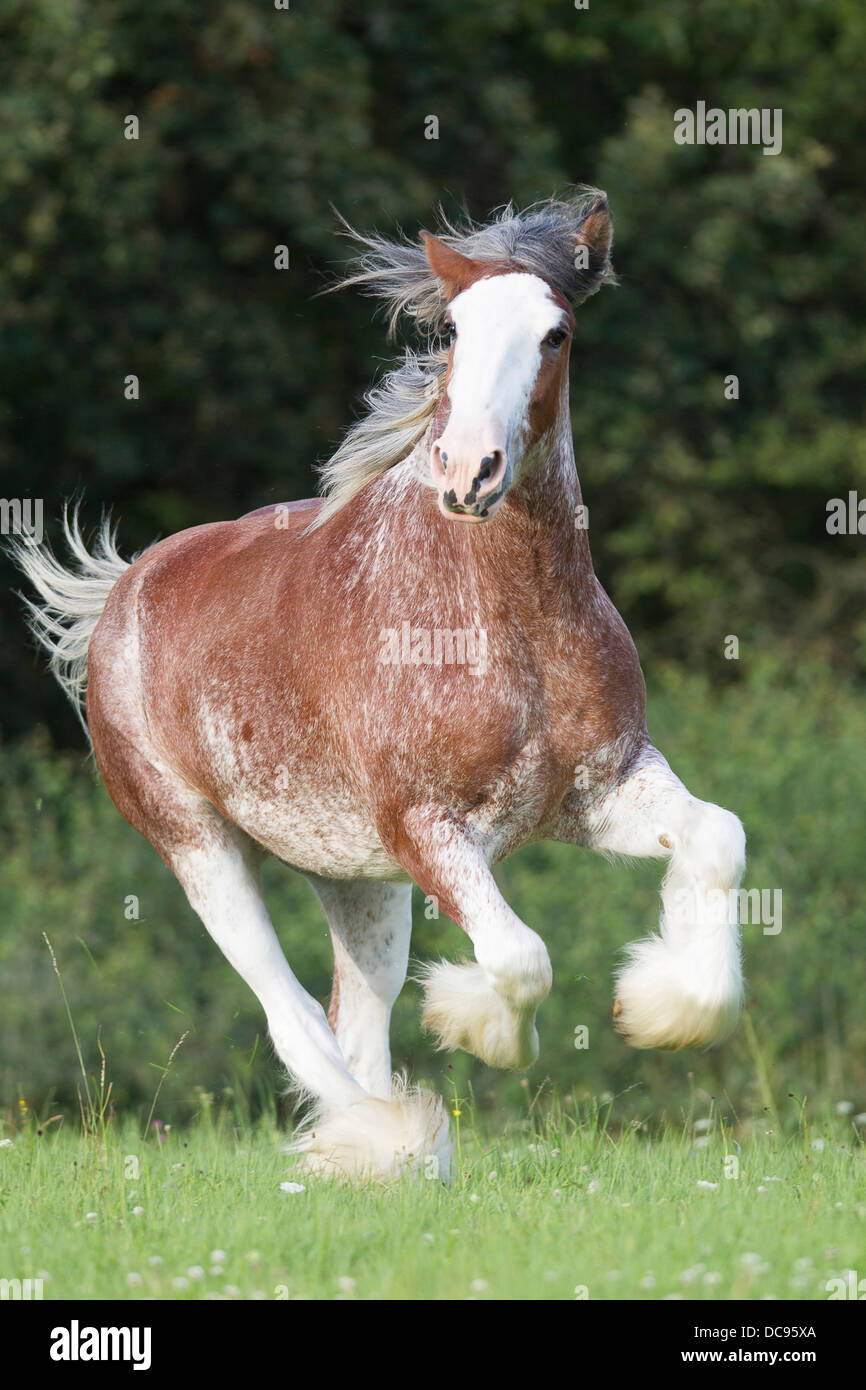 Clydesdale. Mare galloping on a pasture Stock Photo