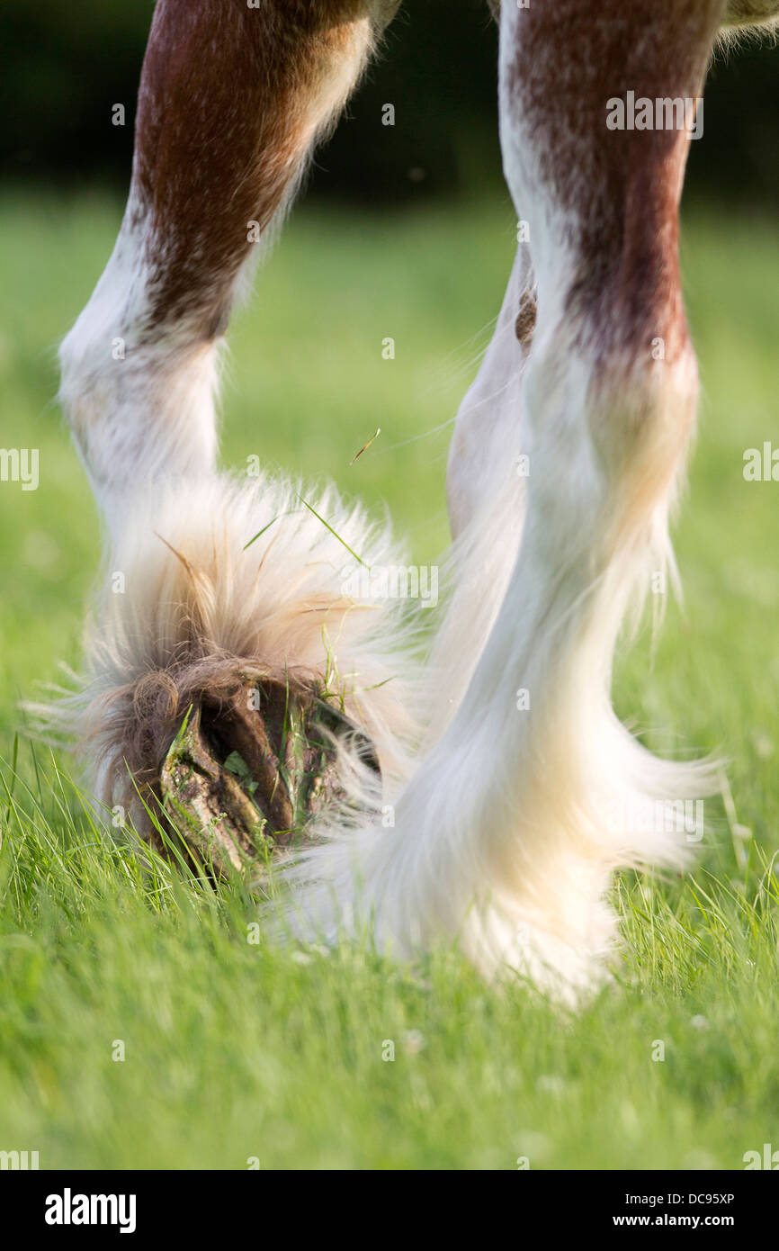 Clydesdale. Front legs with big hooves and extensive feathering Stock Photo