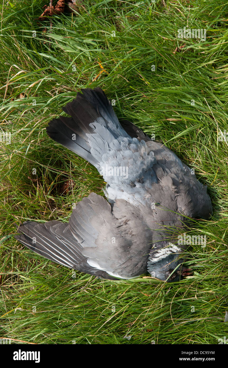 Pigeon bird dead hires stock photography and images Alamy