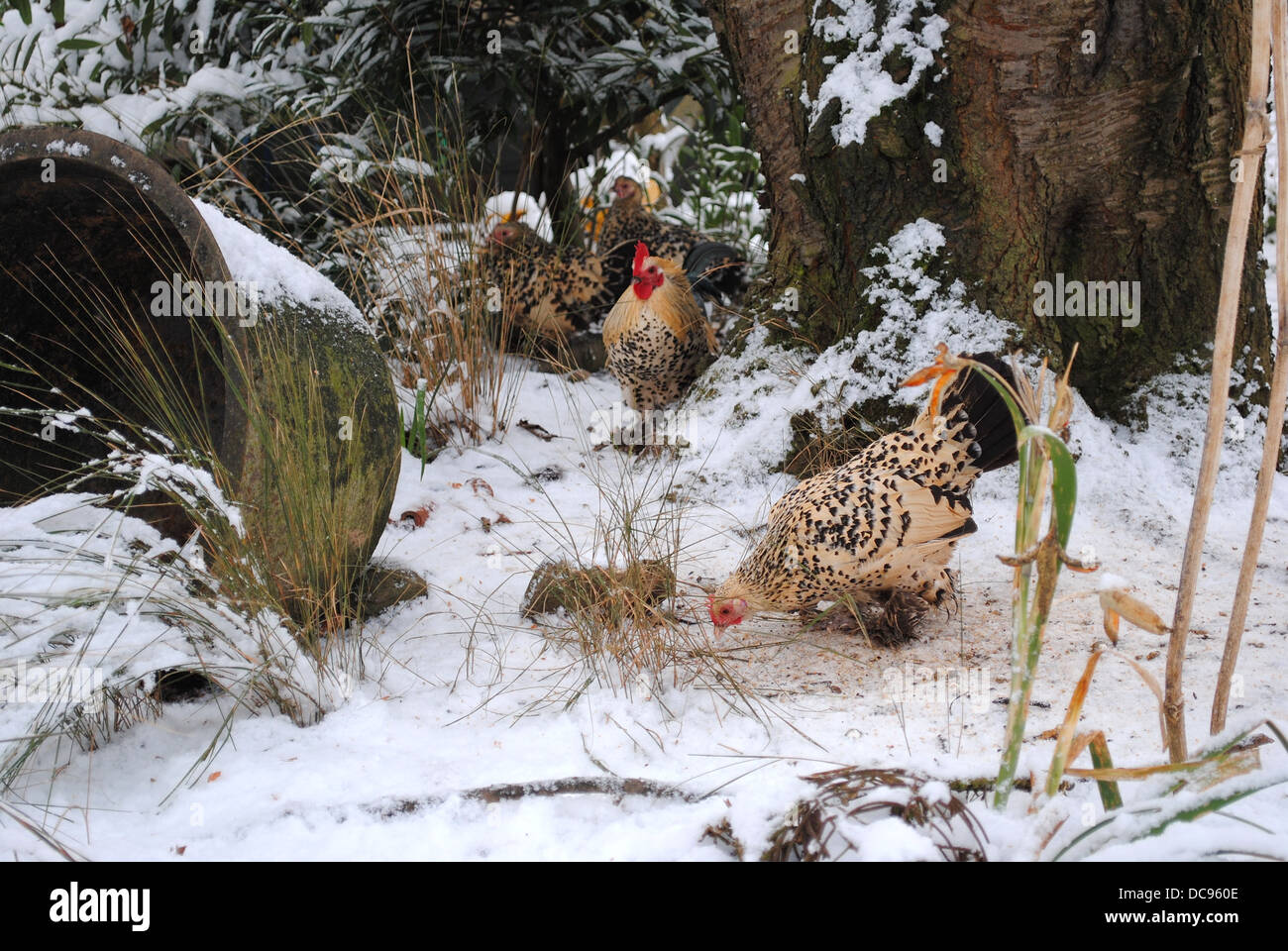 Sabelpoots in snow. Booted Bantam chickens. Your Chickens cover shot Stock Photo