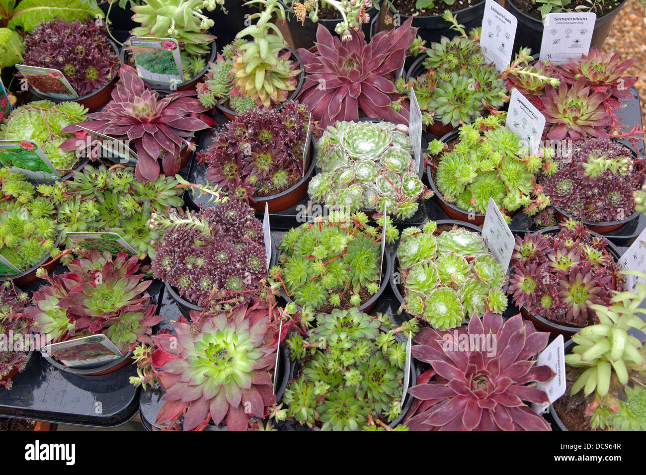 Sempervivum plants for sale in garden centre Stock Photo