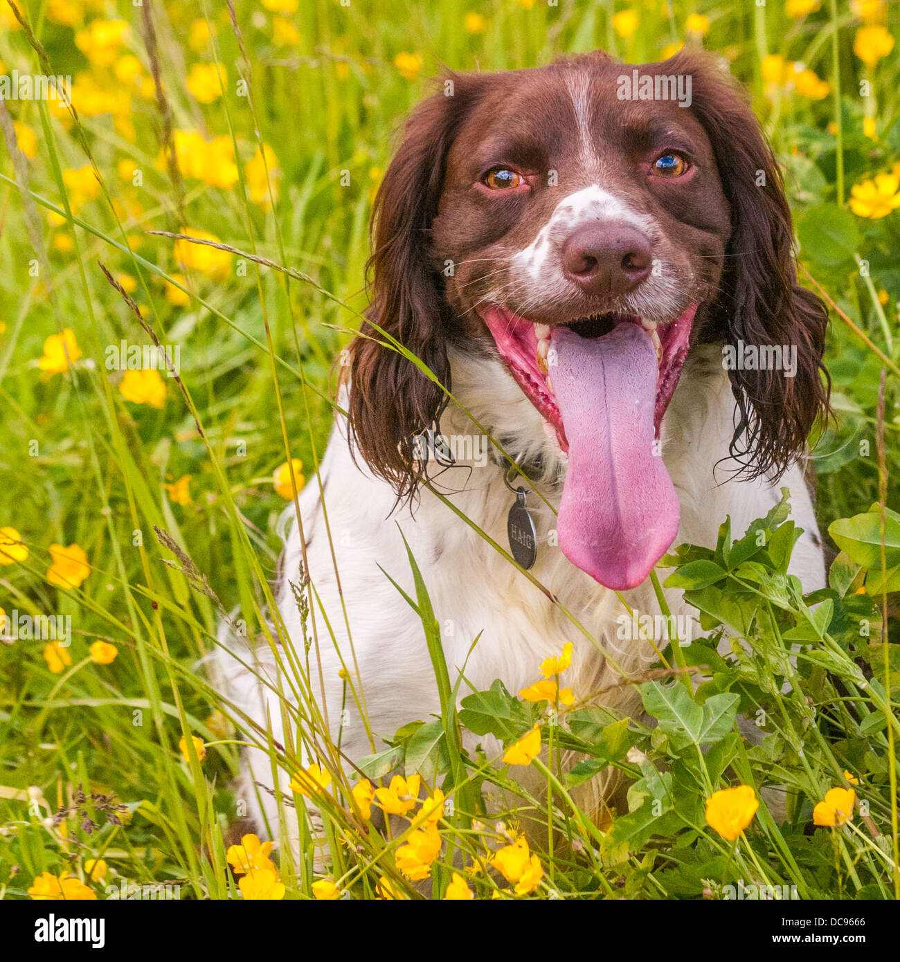English Springer Spaniel sat in a field of buttercups on a summer's day Stock Photo