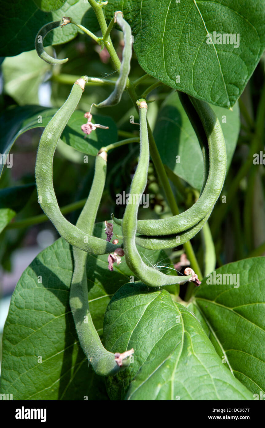 Home grown French beans growing on canes in garden Stock Photo