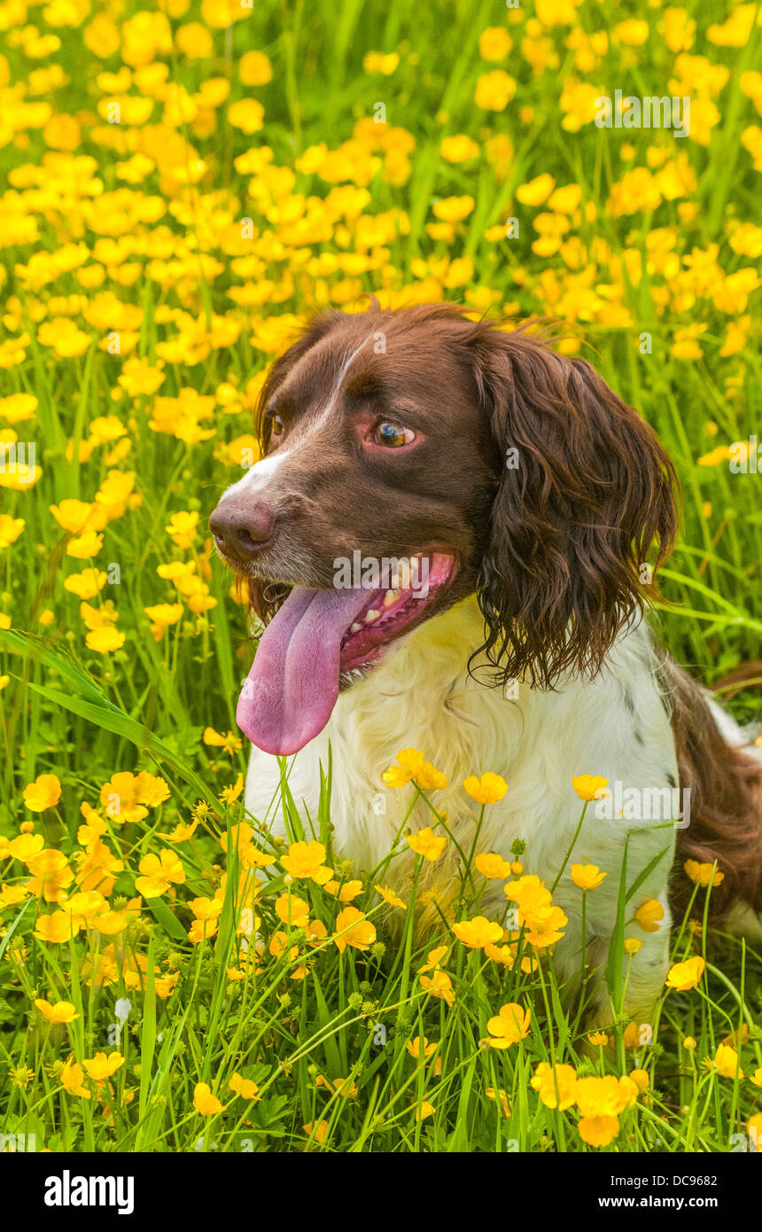 English Springer Spaniel sat in a field of buttercups on a summer's day Stock Photo