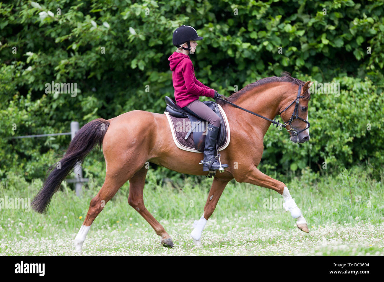 German online riding pony