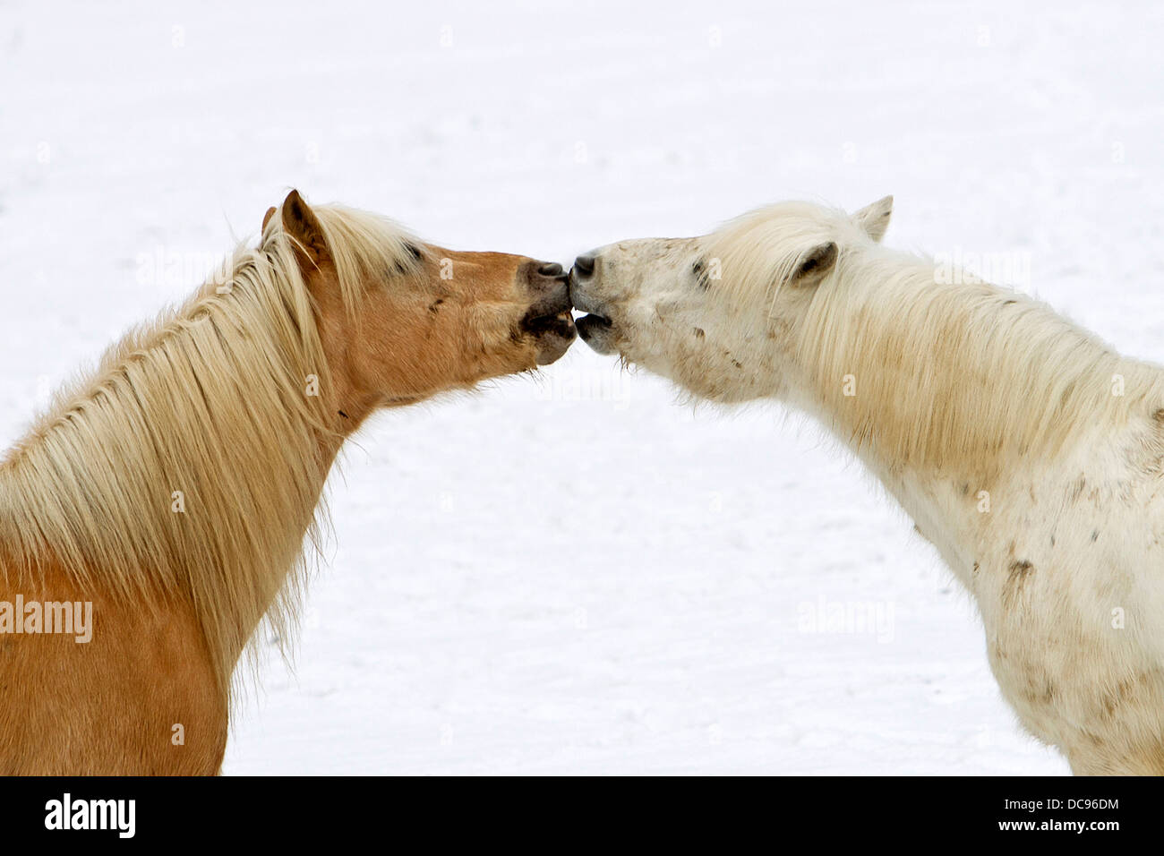 German Riding Pony. Two horses playing on a snowy pasture Stock Photo