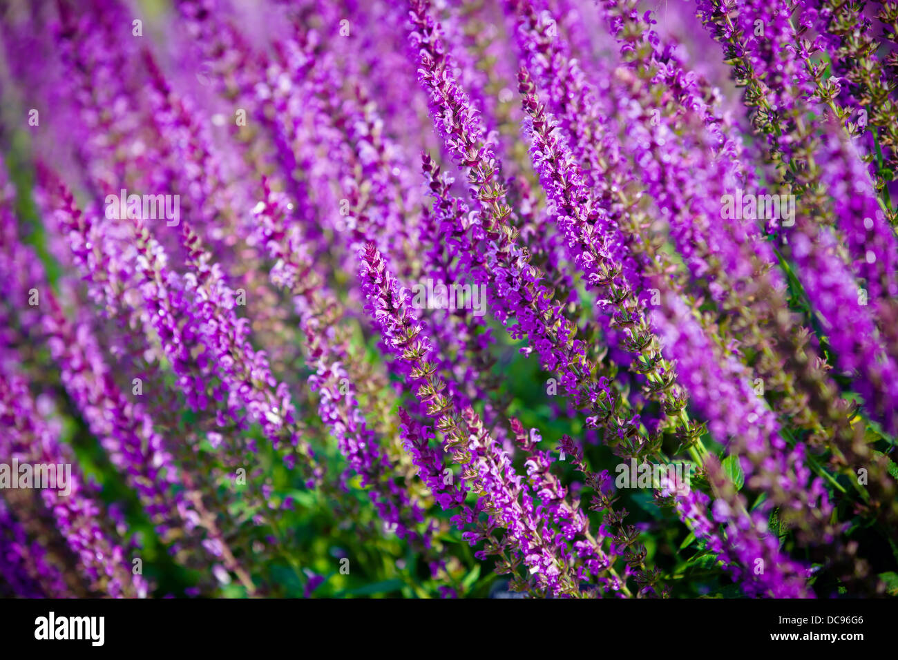 violet flower background from salvia nemorosa, shallow DOF Stock Photo