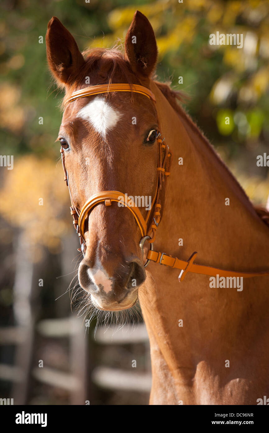 Hanoverian Horse. Portrait of a chestnut male Stock Photo Alamy