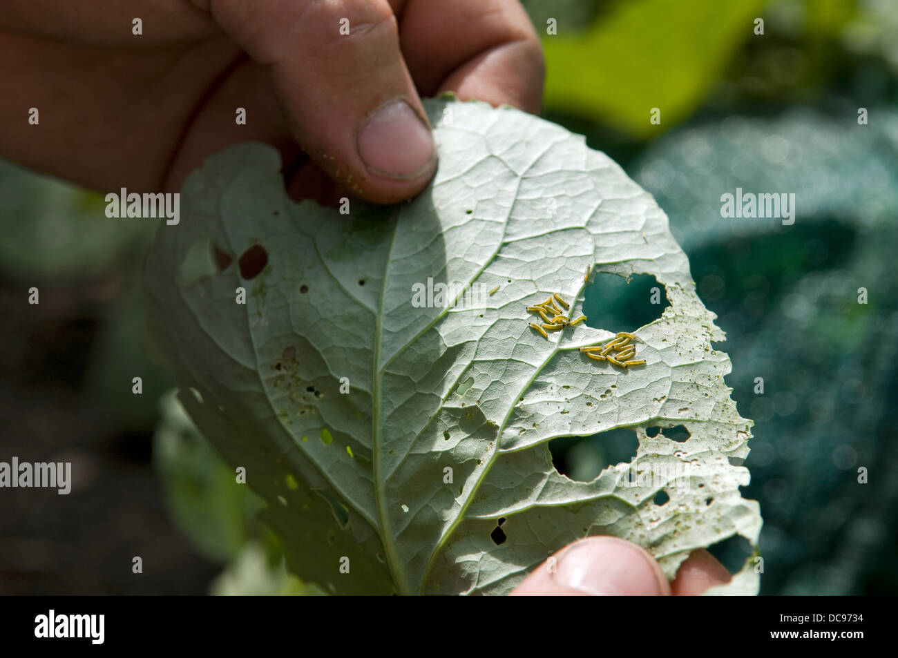 Caucasian man finding cabbage white butterfly caterpillar larvae on home grown cabbage plants, taken in Bristol, UK Stock Photo