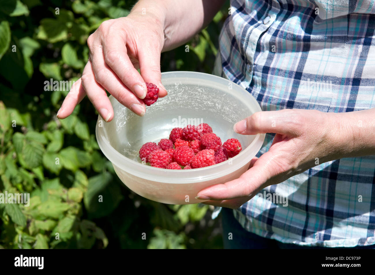 Caucasian woman picking home grown raspberries in garden, taken in Bristol, UK Stock Photo