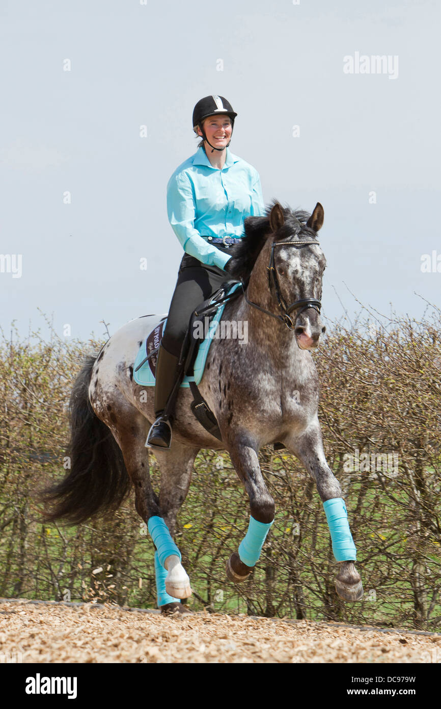 Knabstrup Horse Woman rider leopard-spotted stallion galloping along ...