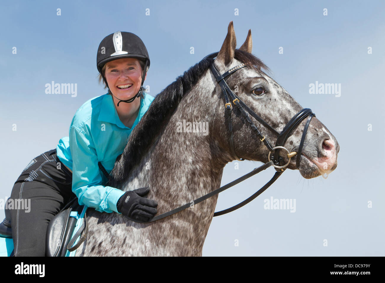 Knabstrup Horse Laughing woman rider leopard-spotted stallion Stock ...