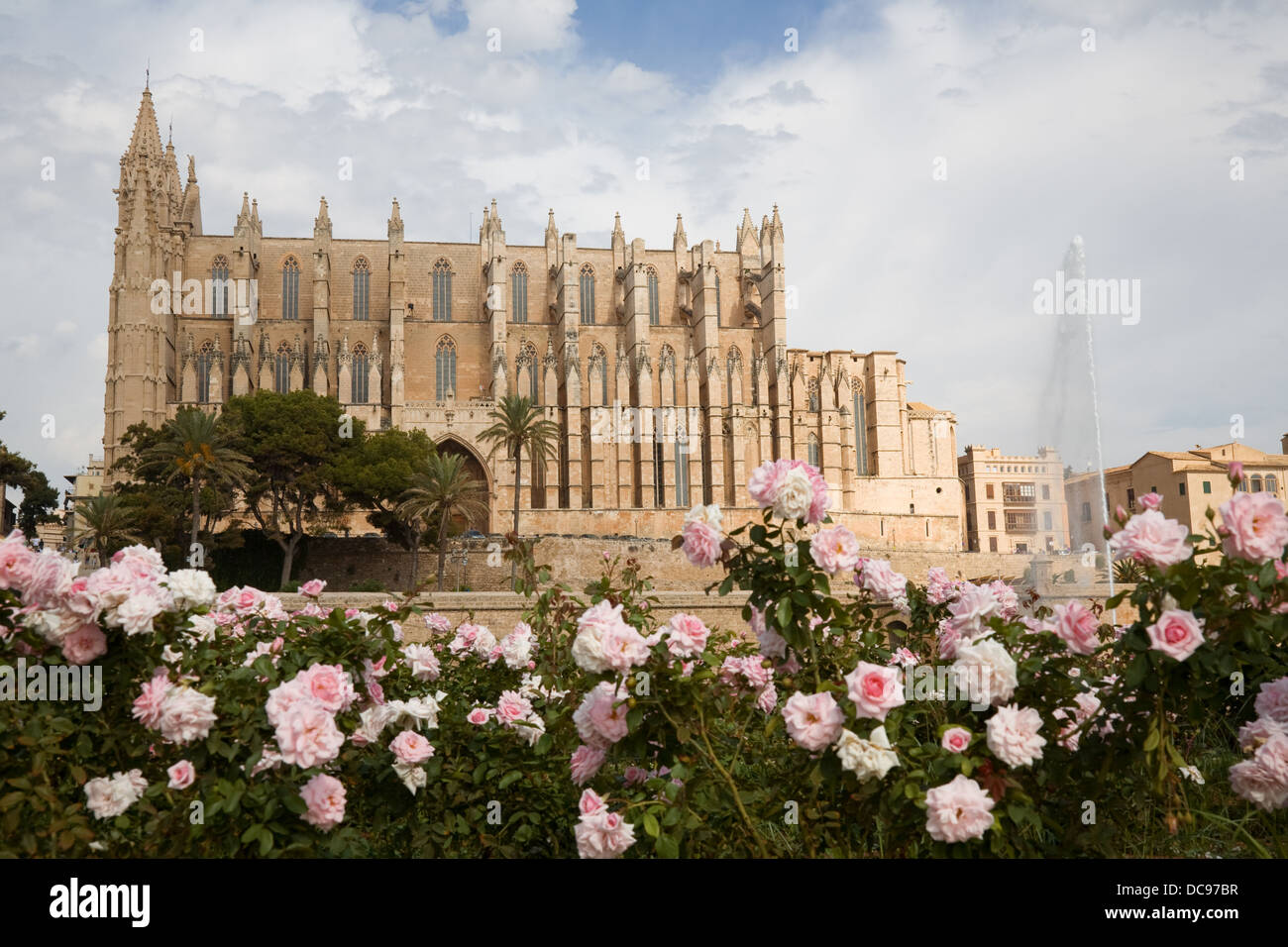 Exterior of the Cathedral in Palma de Majorca, with foreground roses out of focus. Stock Photo
