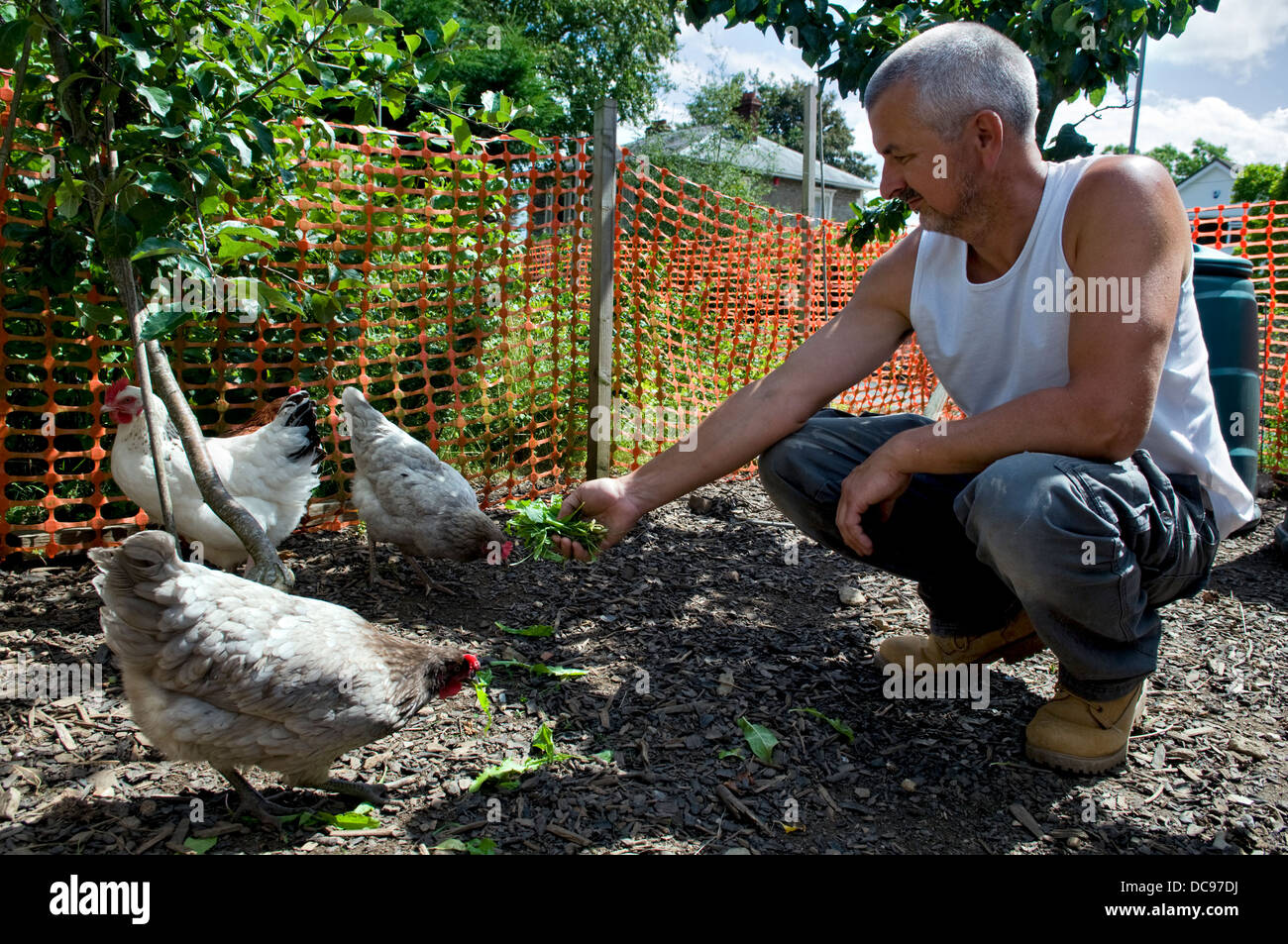 Caucasian man feeding free range chickens dandelion leaves, taken in