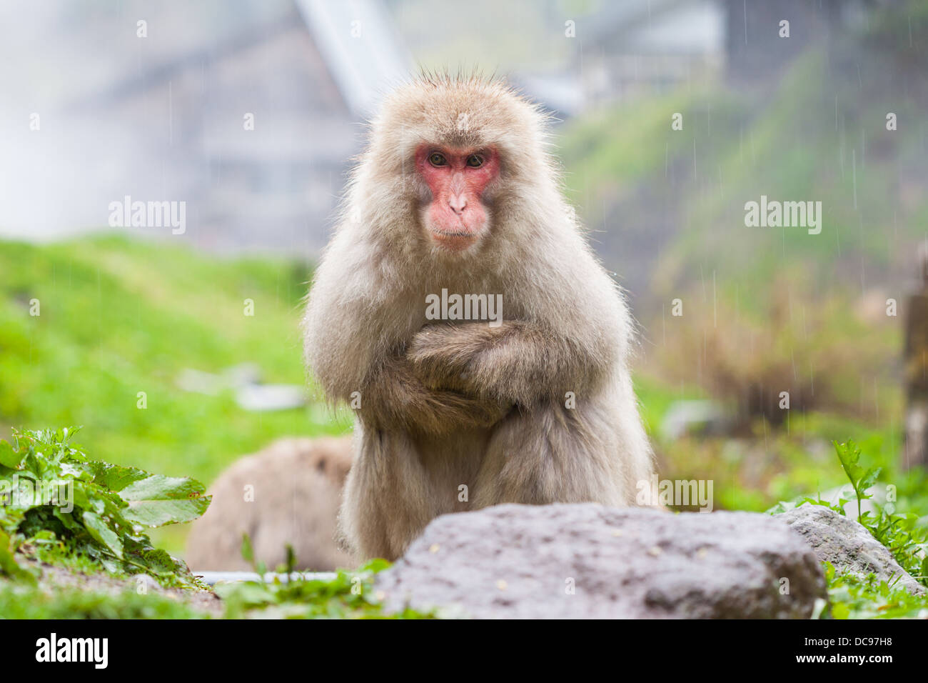 A Japanese Macaque sits with it's arms crossed in the rain at Jigokudani Monkey Park in Yamanouchi, Nagano, Japan. Stock Photo