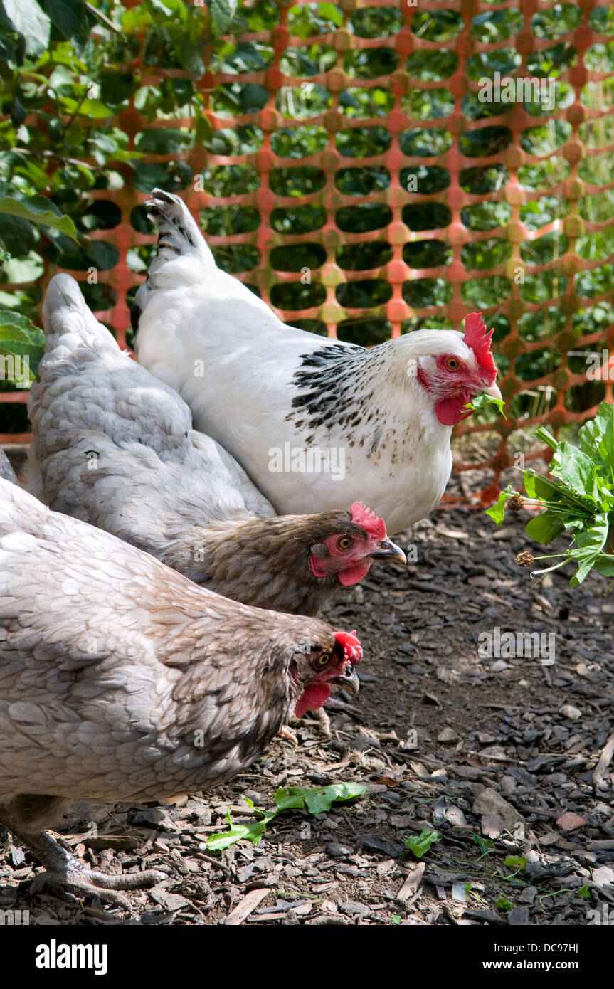 Bluebell chickens pecking at dandelion leaves in garden in Bristol, UK with Light Sussex chicken at the back Stock Photo