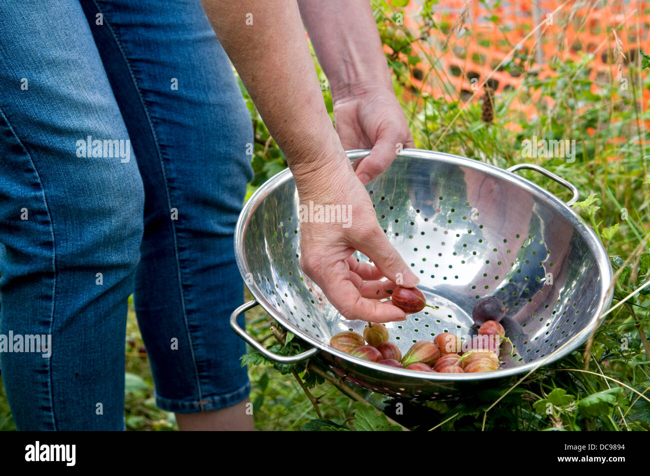 Caucasian woman picking home grown red gooseberries into a colander in garden in Bristol, UK Stock Photo