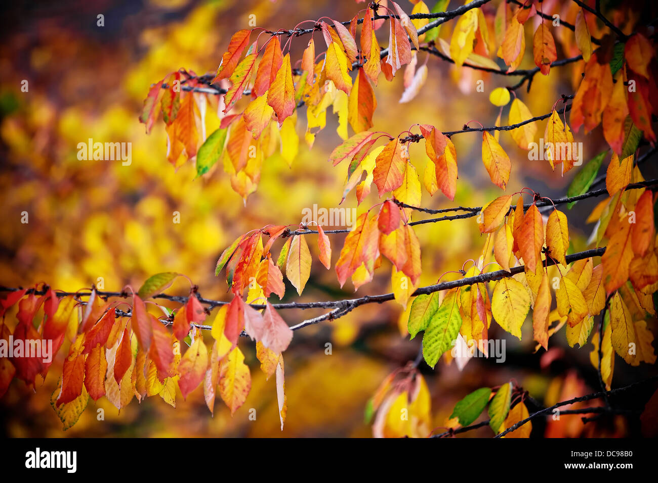 background from autumn yellow and orange leaves Stock Photo