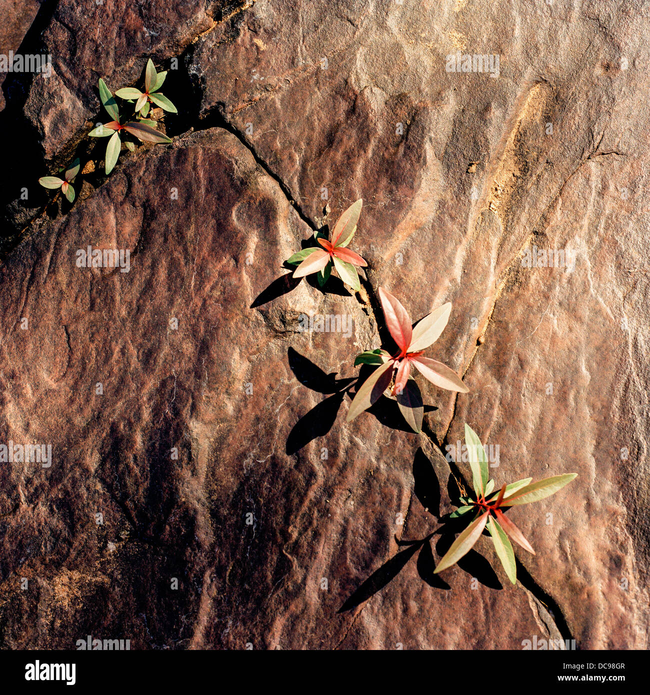 Flowers growing on rock face Stock Photo - Alamy