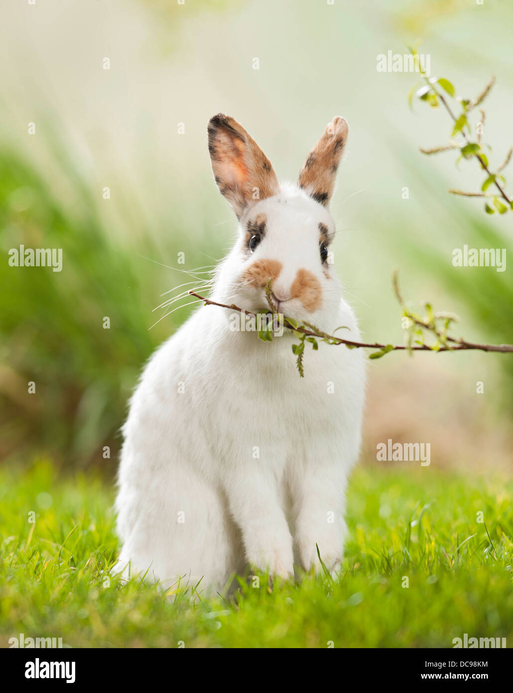 Netherland Dwarf rabbit nibbling on a Willow twig Stock Photo Alamy