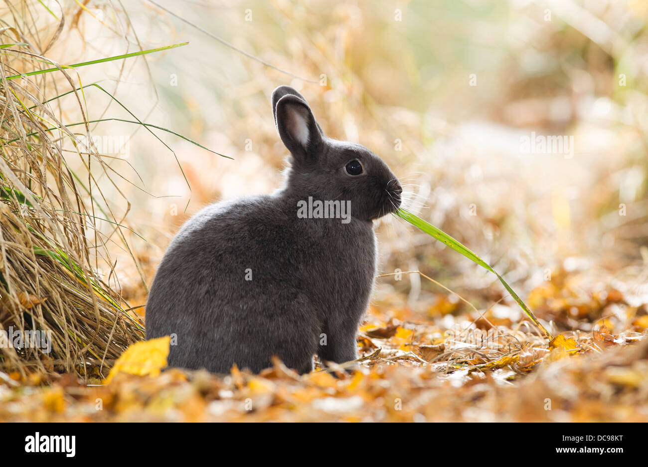 Black Netherland Dwarf rabbit sitting in dry autumn leaves while eating a blade of grass Stock