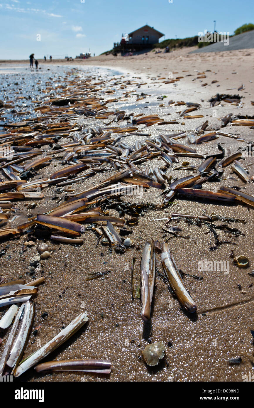 Atlantic Jackknife Clam (Ensis directus). Shells on a beach of the