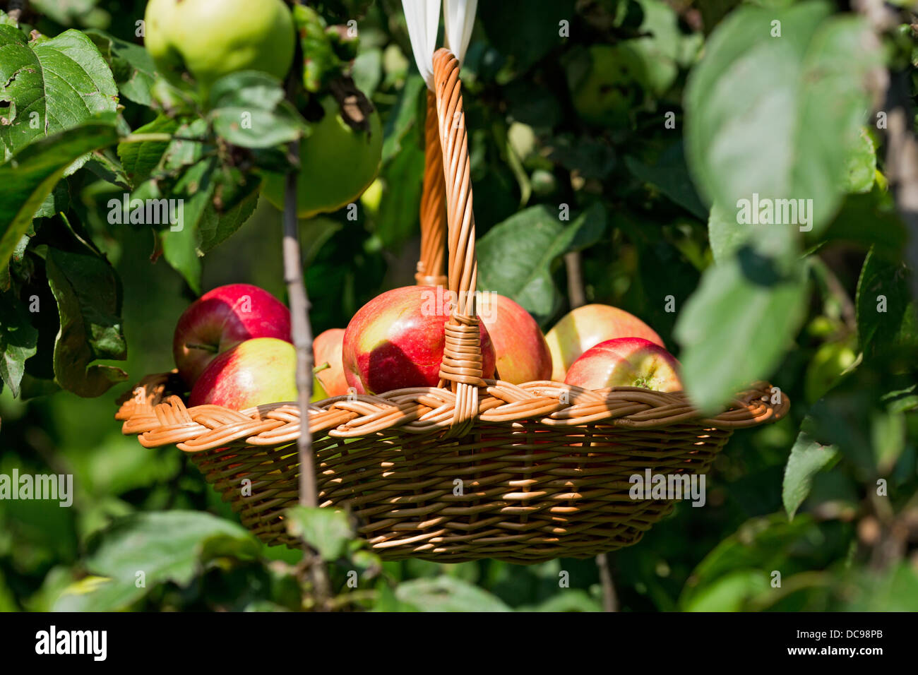 Full basket of red apples in the garden Stock Photo Alamy