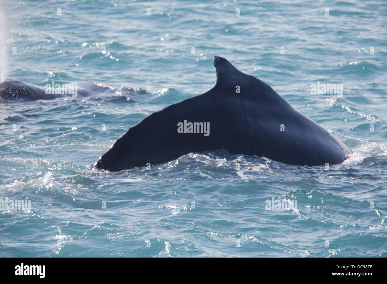 humpback whale diving, megaptera novaeangliae Stock Photo