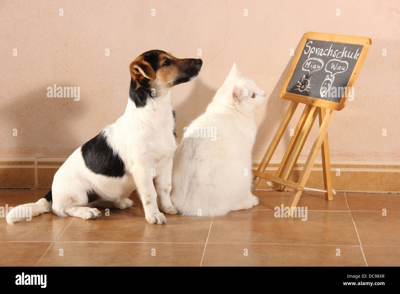 Jack Russell Terrier and white domestic cat sitting next to blackbord