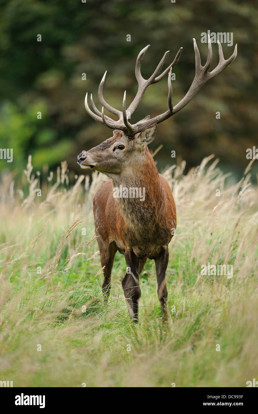 Red Deer (Cervus elaphus), stag standing on a clearing, captive Stock Photo