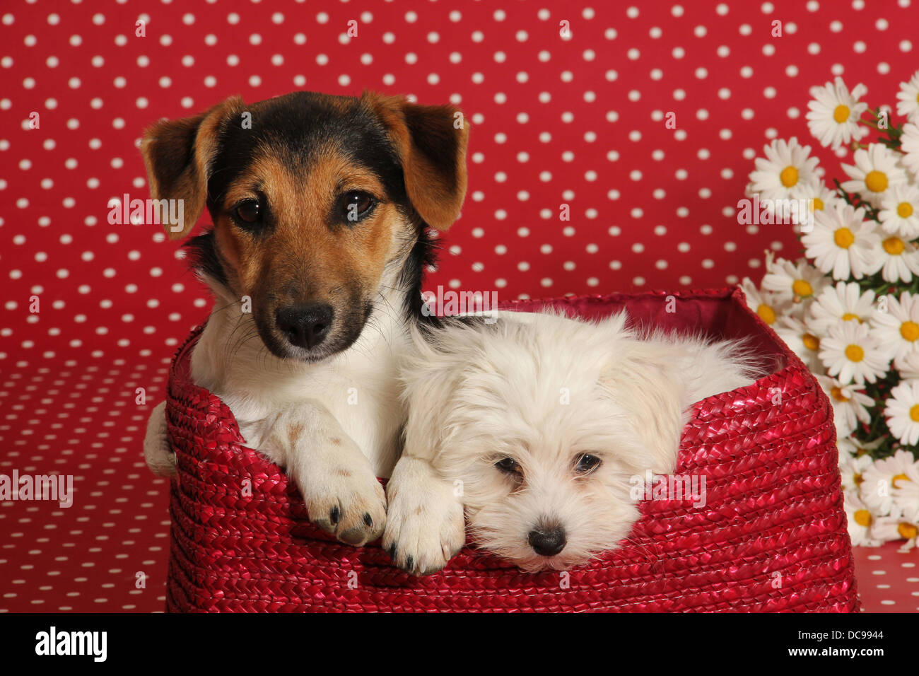 Maltese jack russell best sale puppy