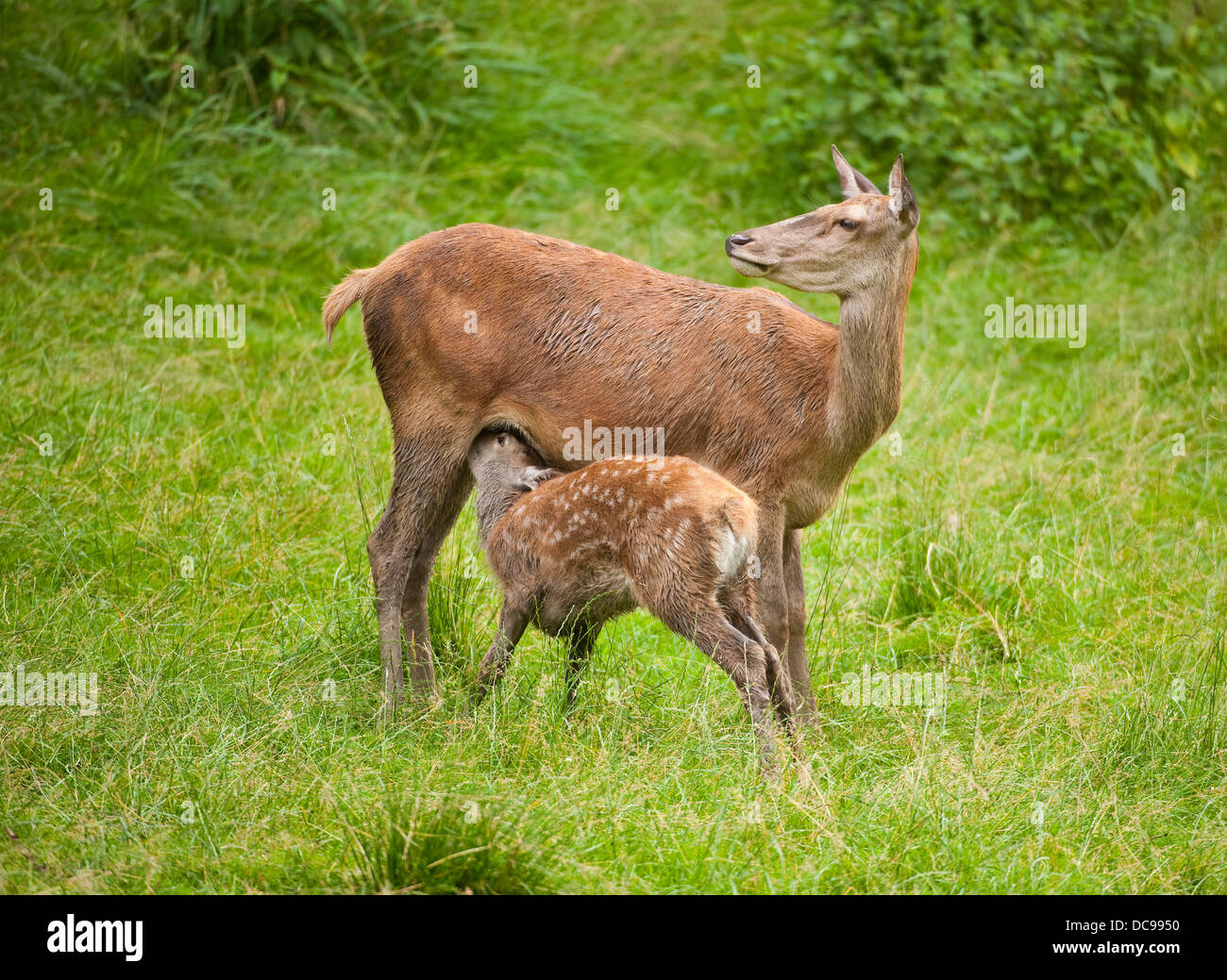 Red Deer (Cervus elaphus), hind suckling fawn on a meadow, captive Stock Photo