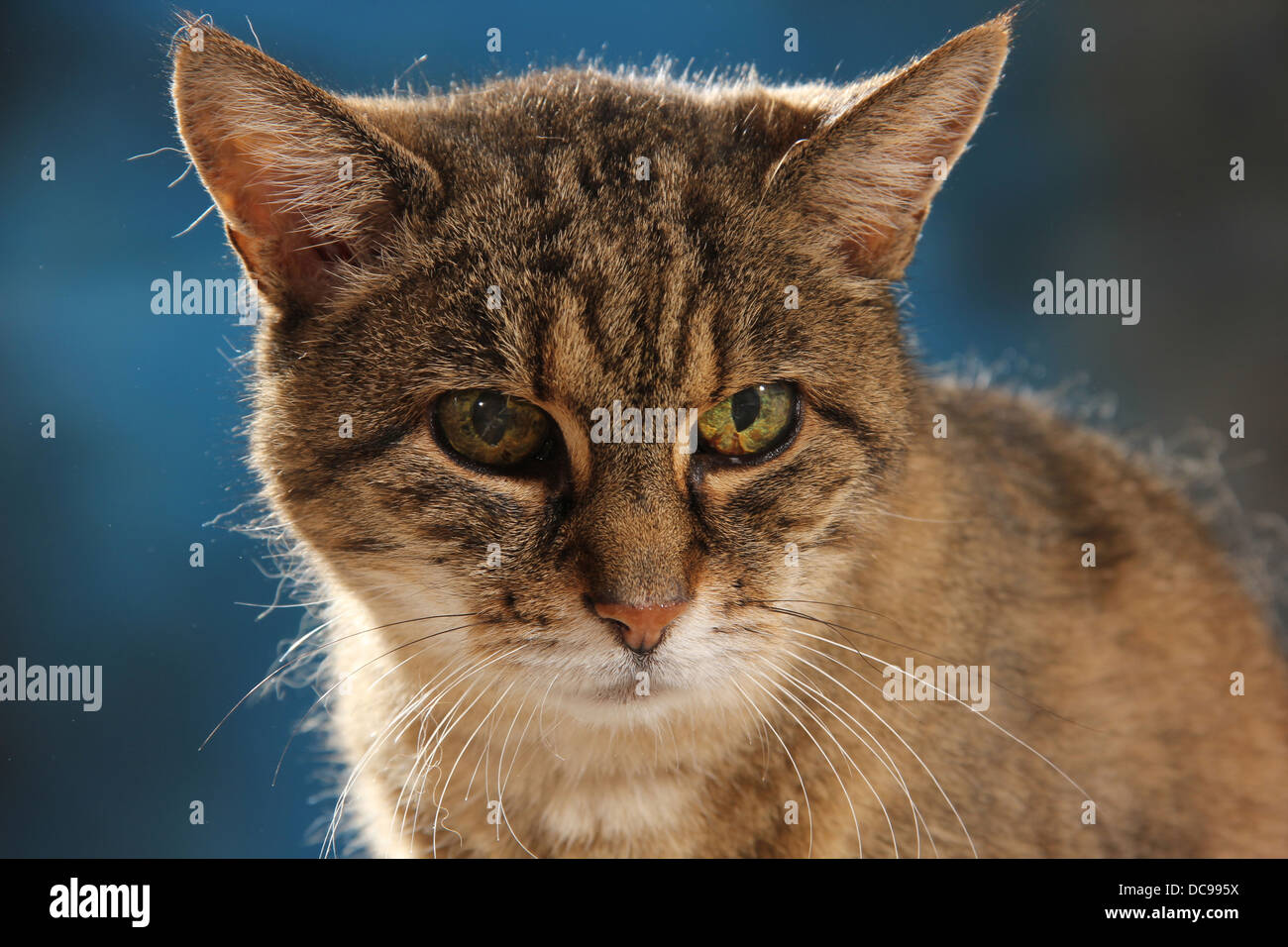 Domestic cat. Portrait of tabby adult Stock Photo - Alamy