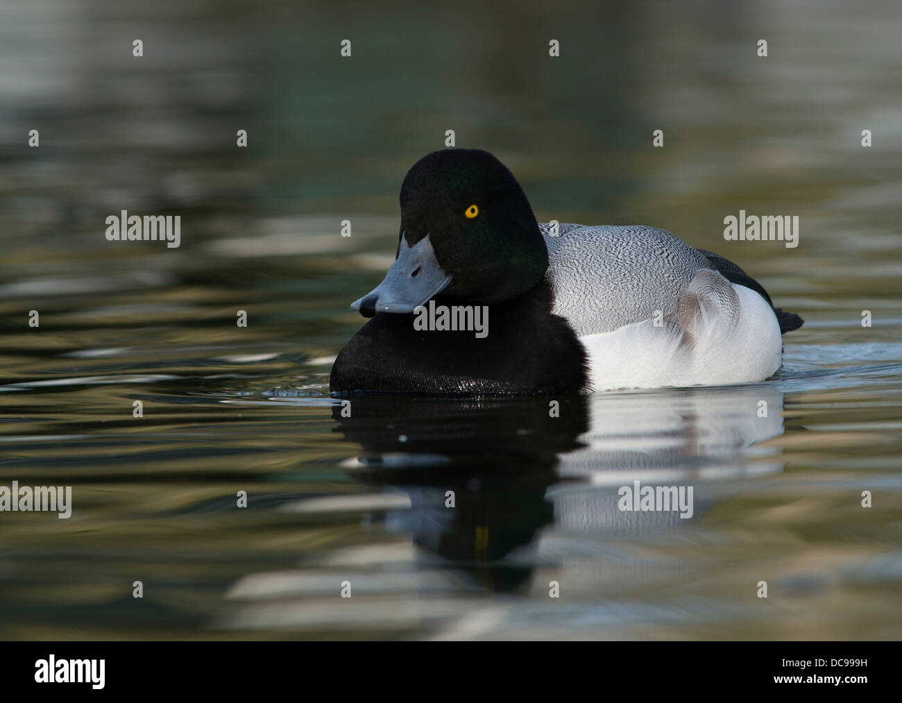 Bluebill Duck High Resolution Stock Photography and Images Alamy