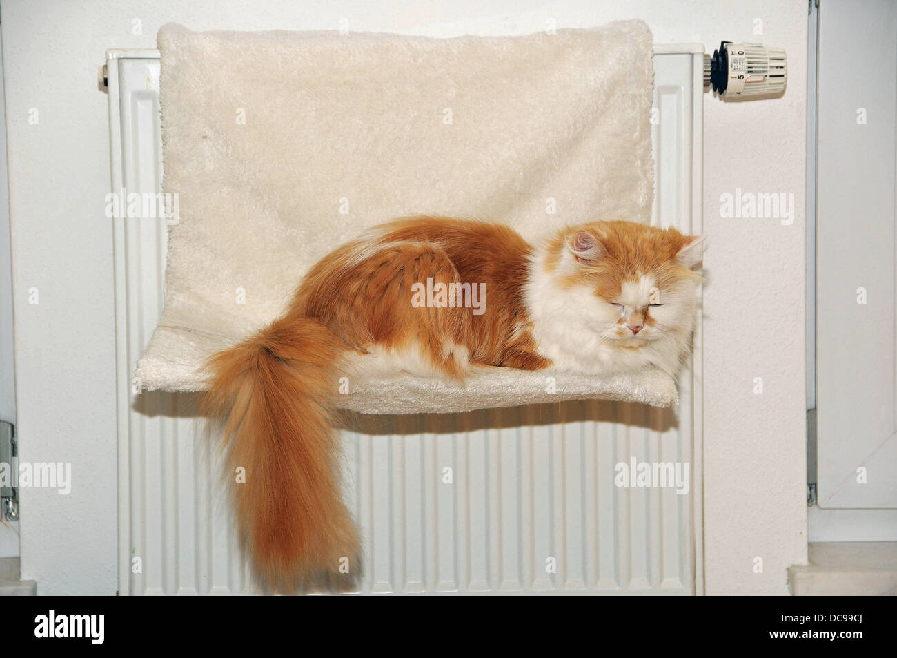 Domestic Cat Persian Longhair And Maine Coon Mix Sleeping In